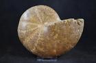 Ammonite fossil available