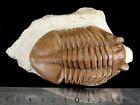 Trilobites