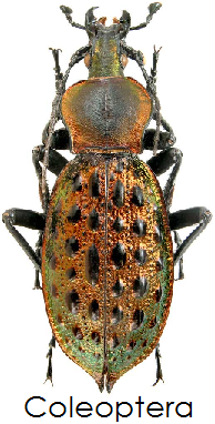 coleoptera-rare.png