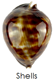 Rare shell cypraea